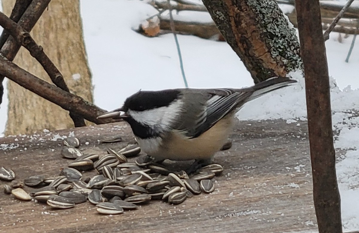 Amerika Baştankarası - ML647376228