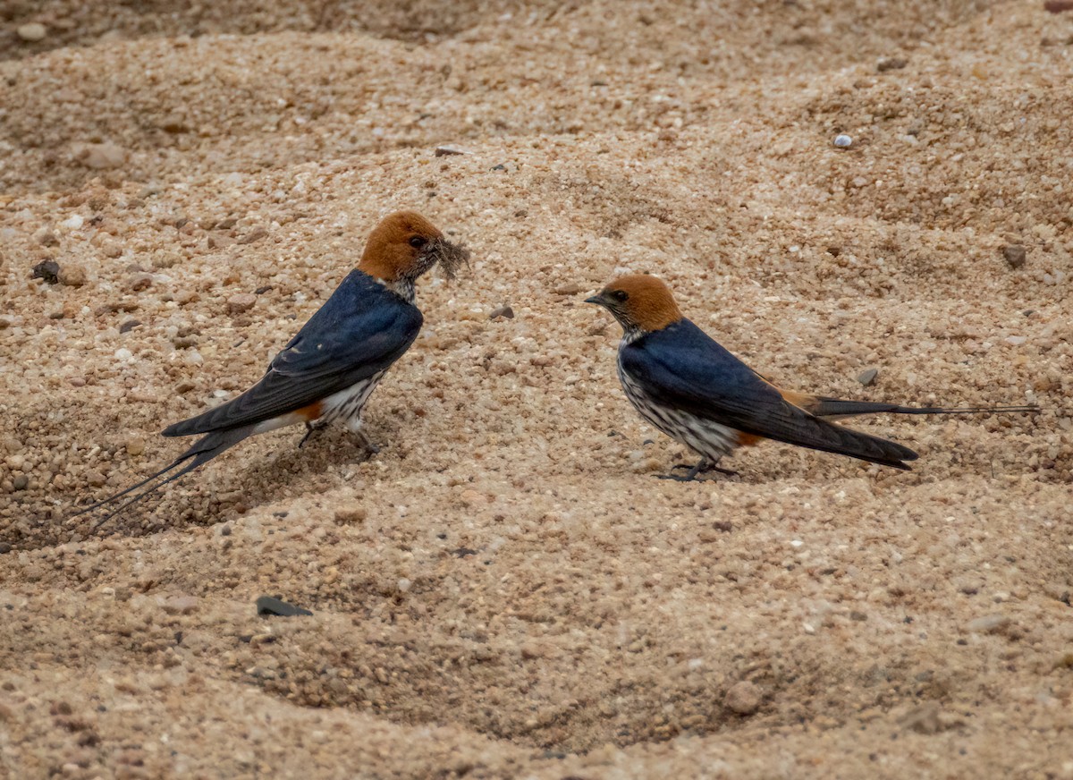 Lesser Striped Swallow - ML647376229