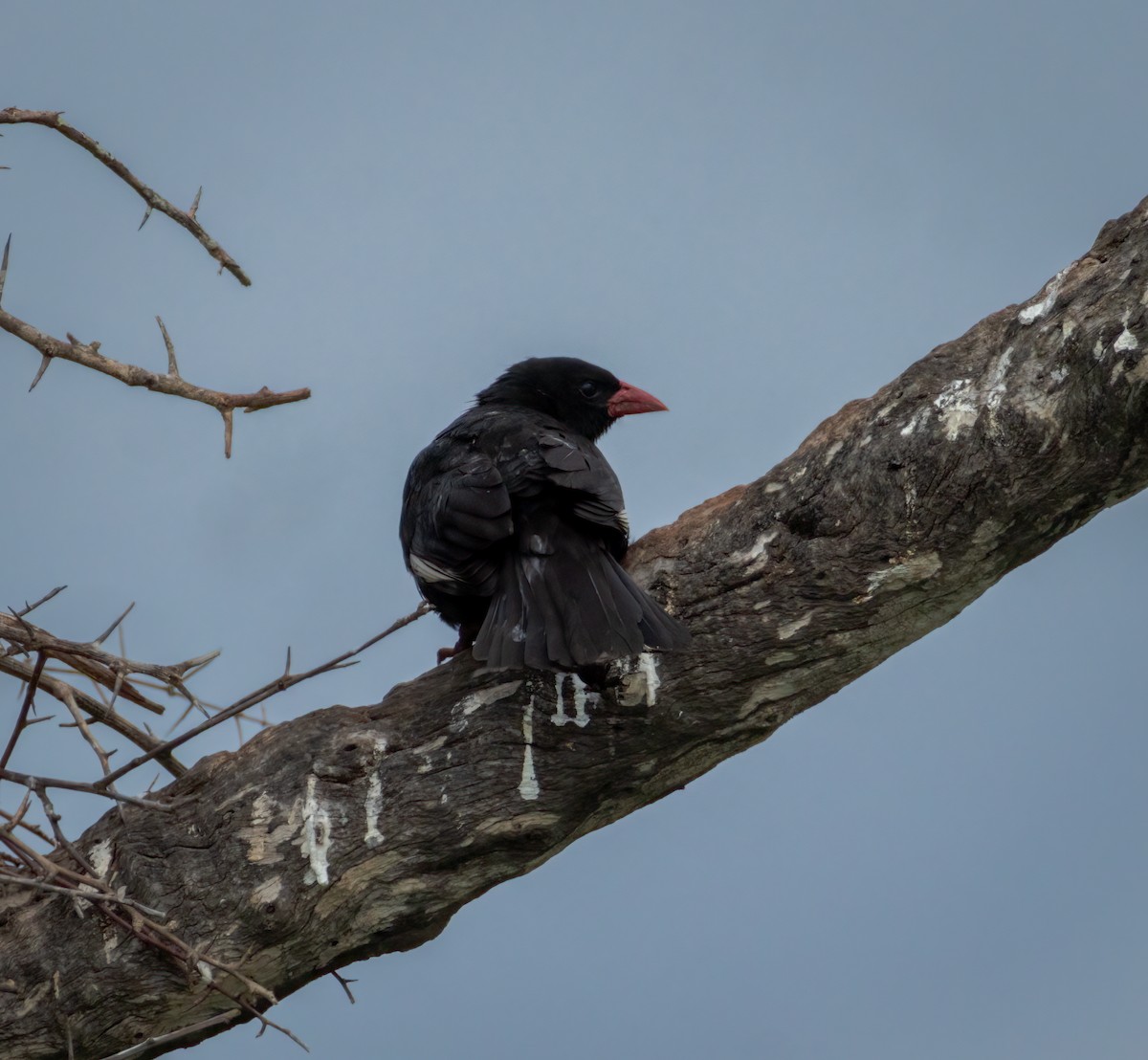 Red-billed Buffalo-Weaver - ML647376249