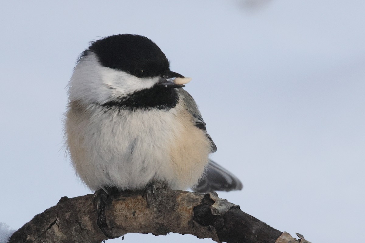 Amerika Baştankarası - ML647376252