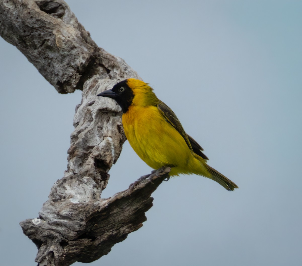 Lesser Masked-Weaver - ML647376255