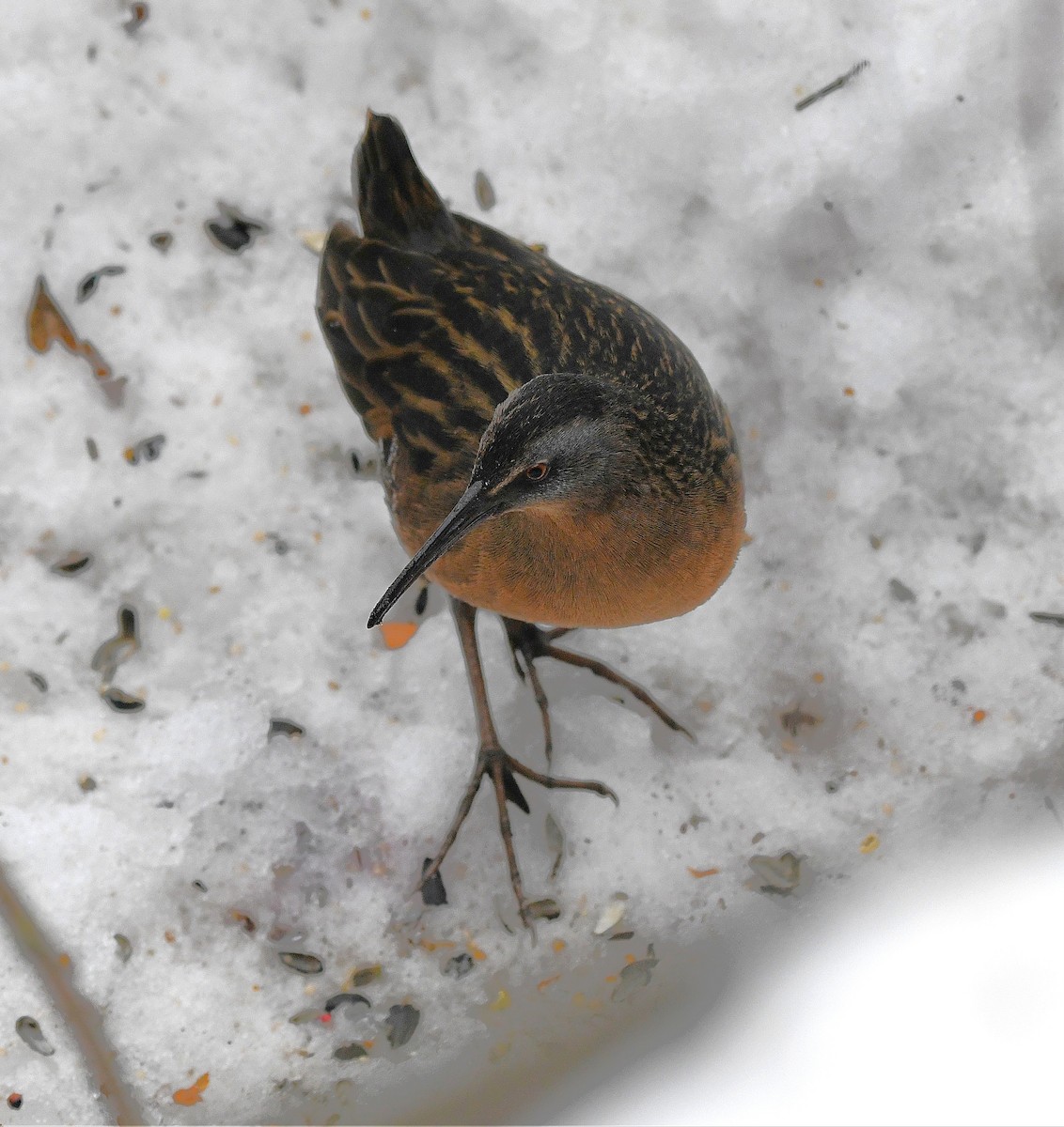 Virginia Rail - ML647376256