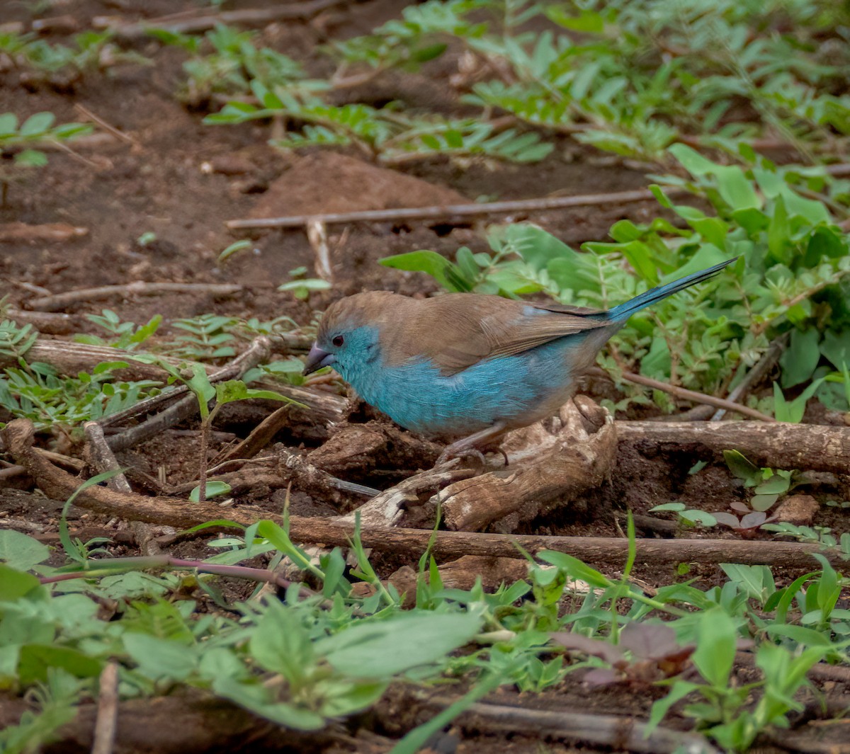 Southern Cordonbleu - ML647376257