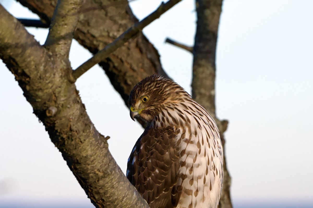 Cooper's Hawk - ML647376259