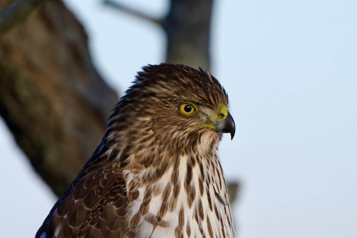Cooper's Hawk - ML647376260