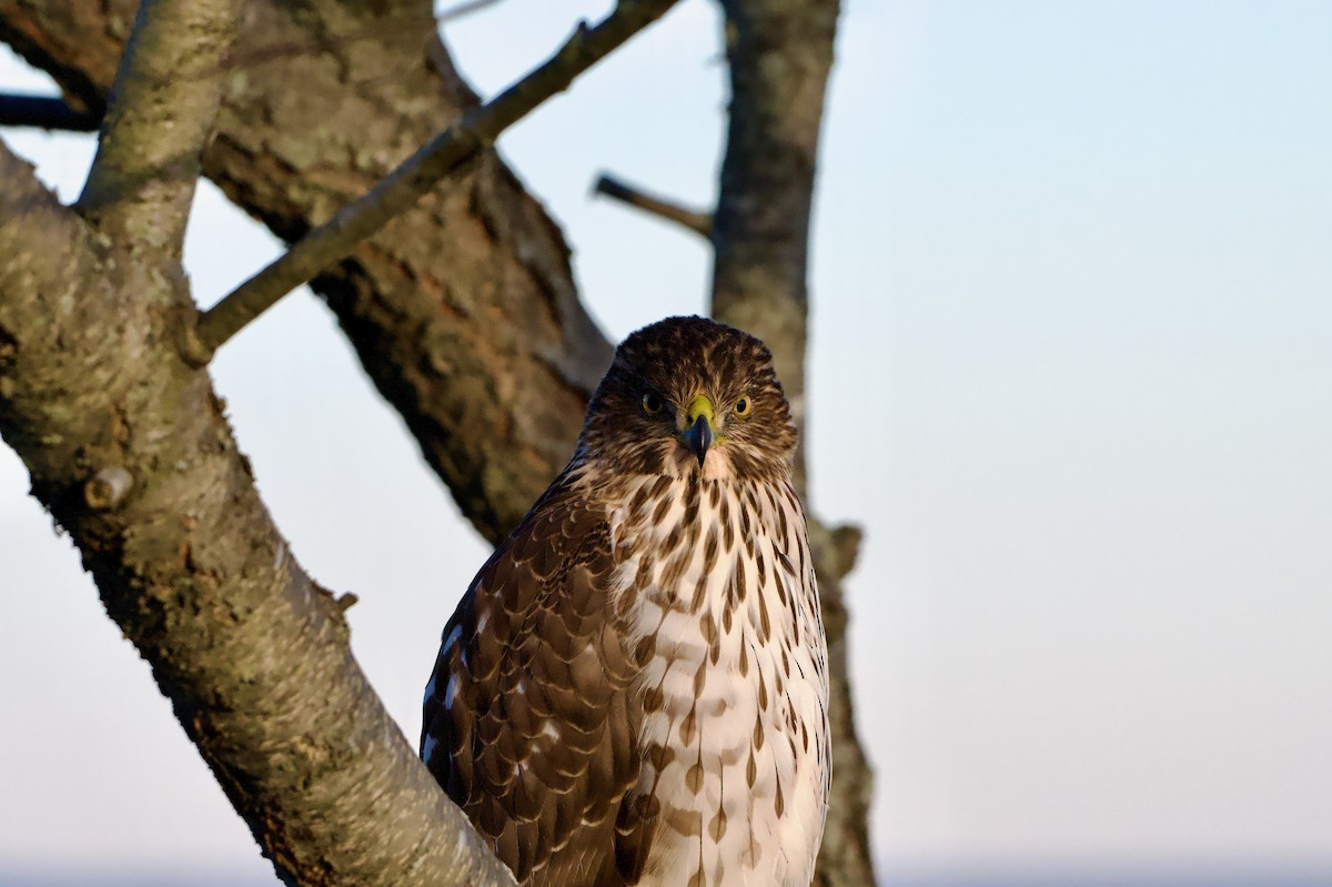 Cooper's Hawk - ML647376261