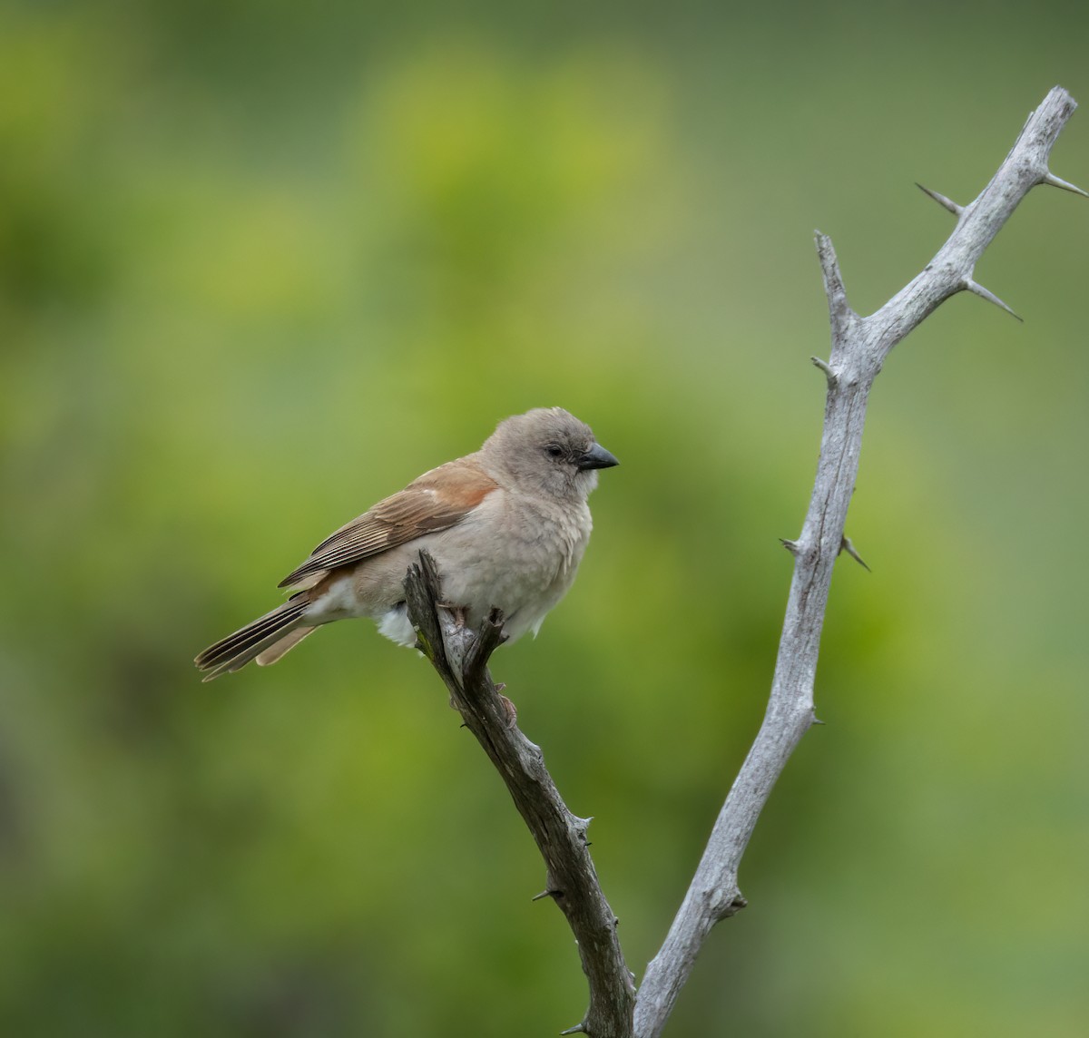 Southern Gray-headed Sparrow - ML647376272