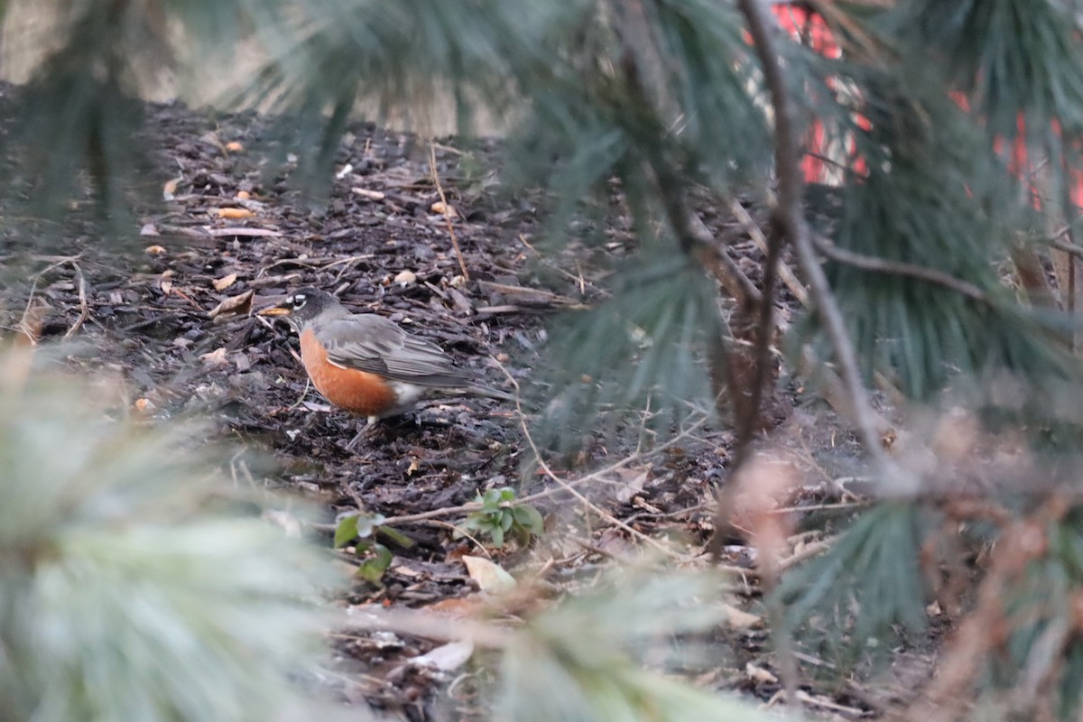 American Robin - ML647376276
