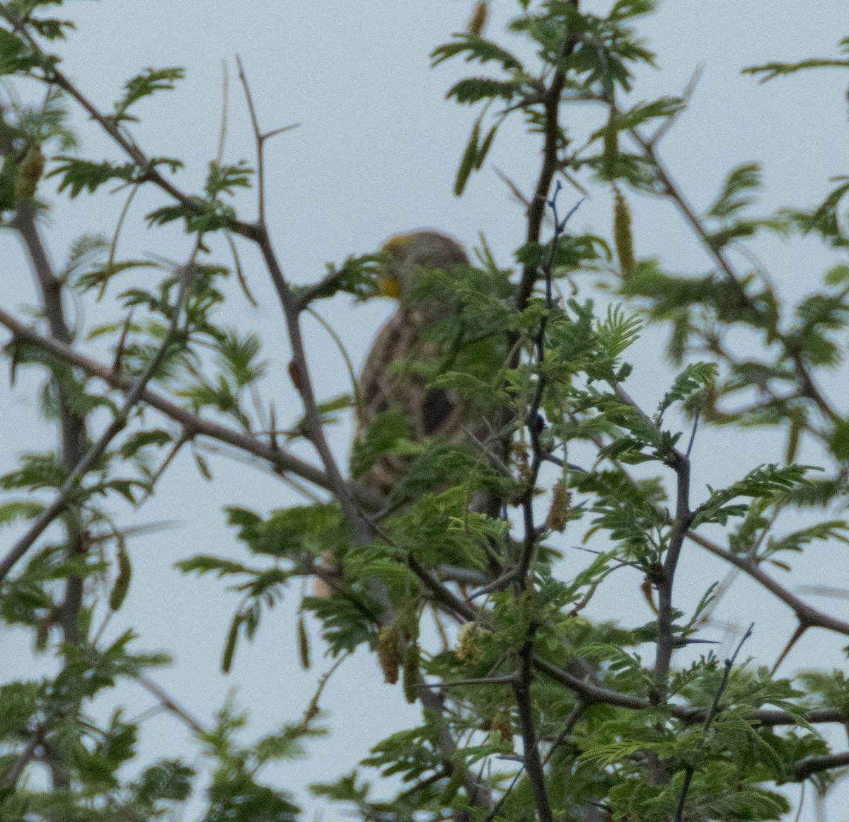 Yellow-throated Longclaw - ML647376278