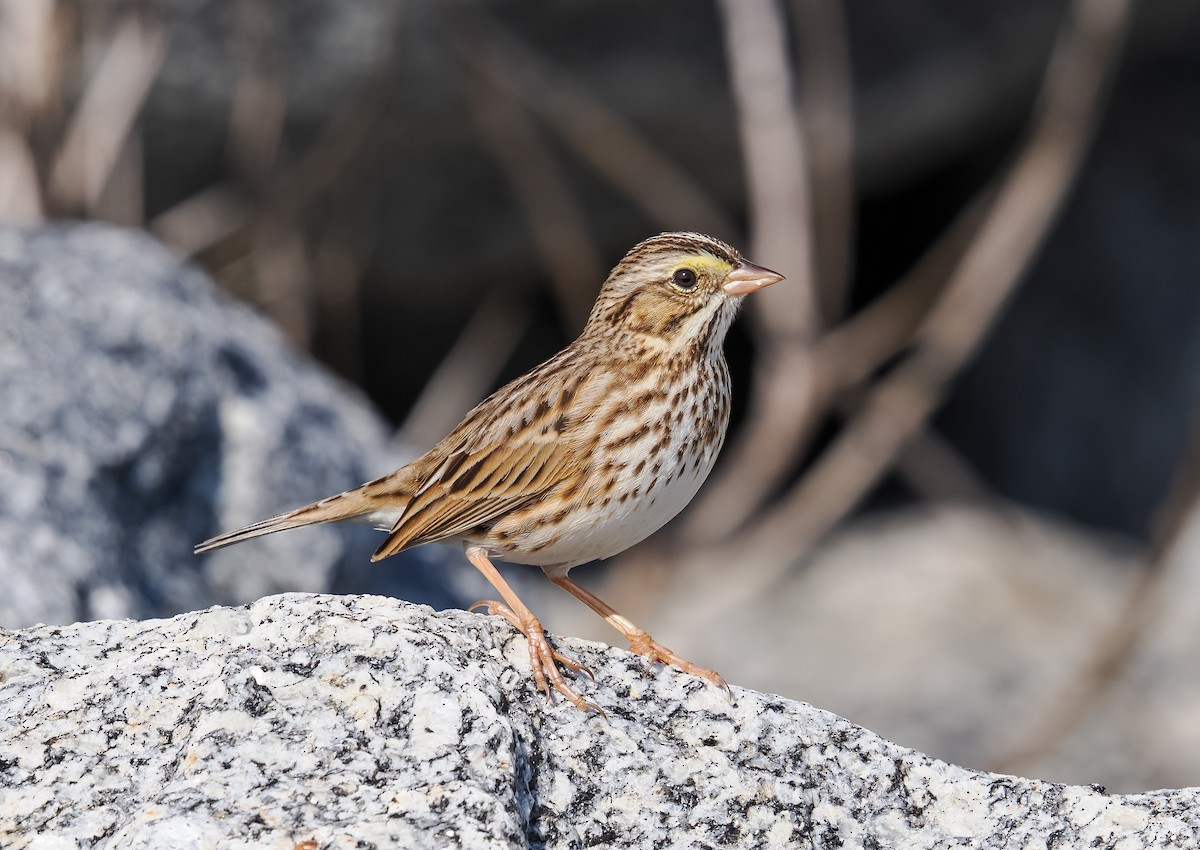 Savannah Sparrow - ML647376280
