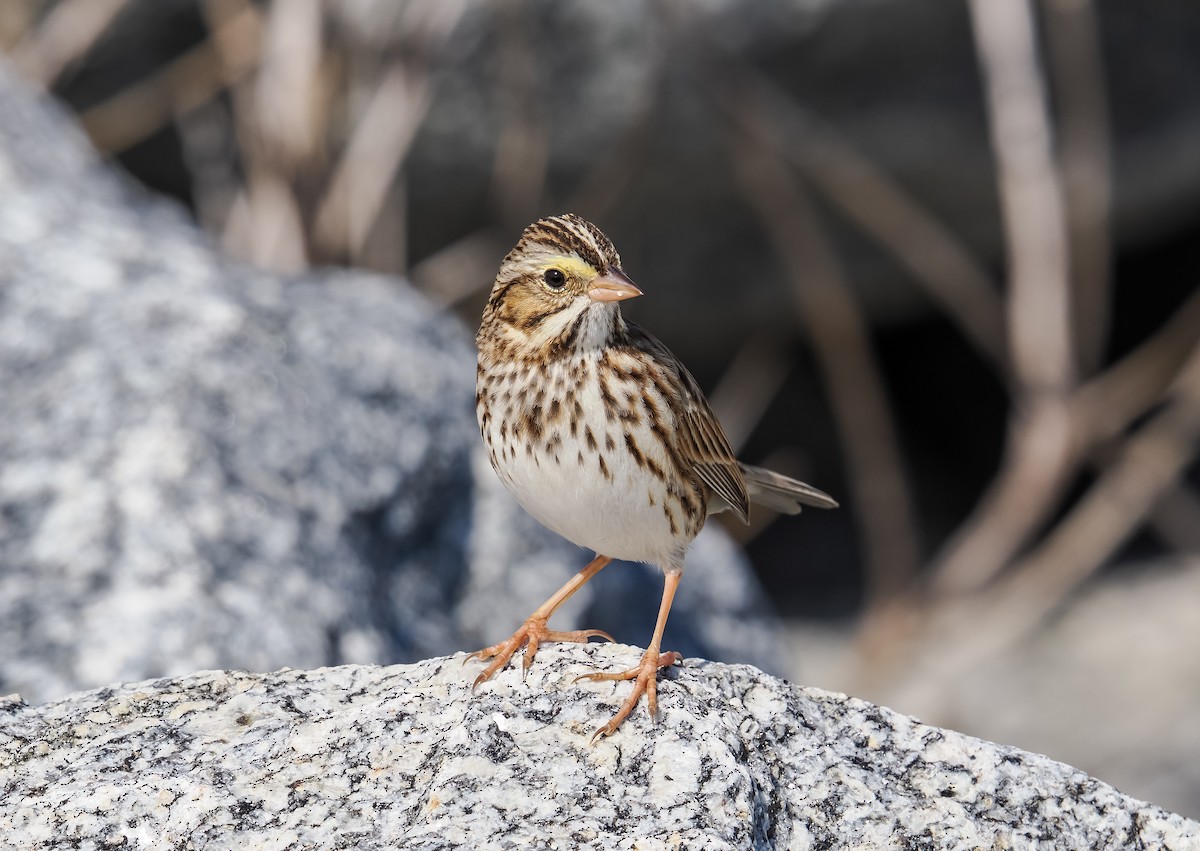 Savannah Sparrow - ML647376281