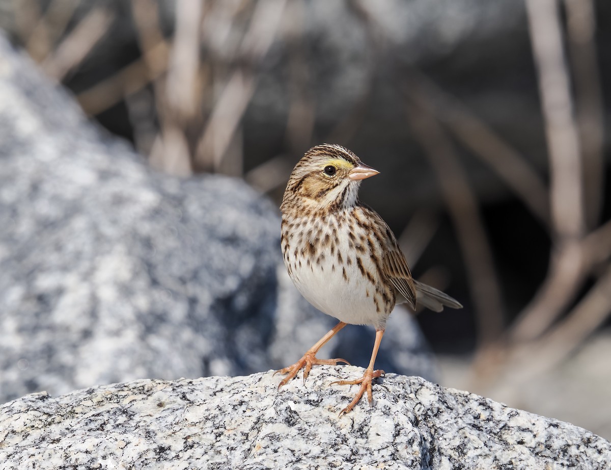 Savannah Sparrow - ML647376282