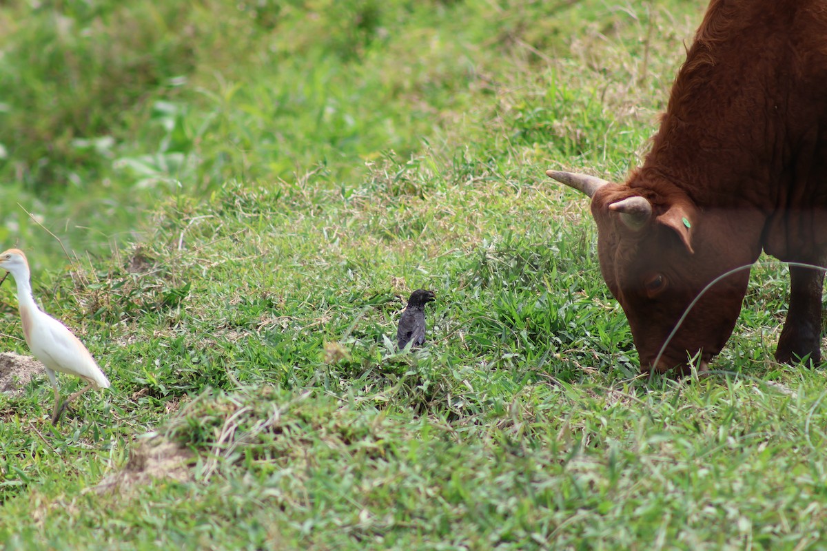 ani tlustozobá - ML647376283