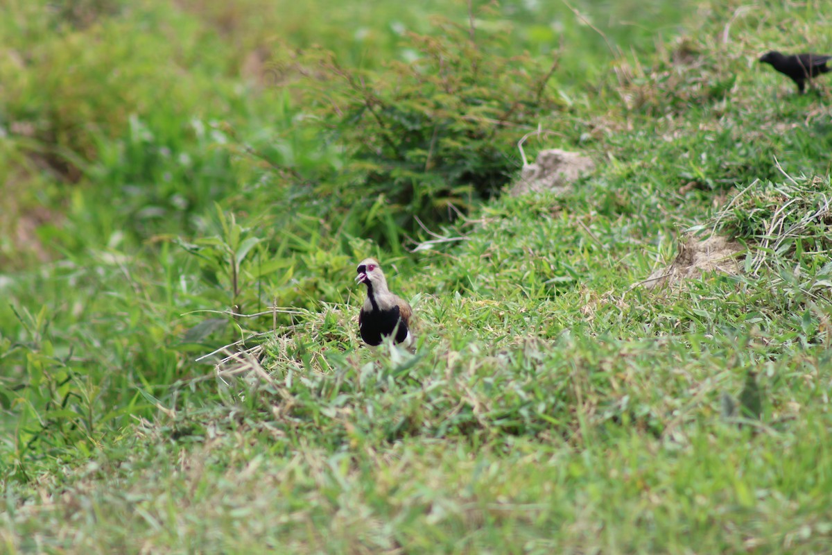 čejka jihoamerická - ML647376293