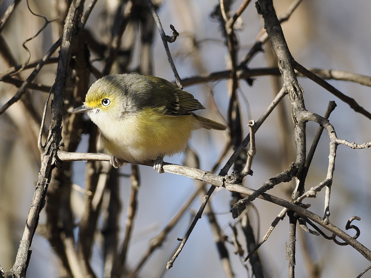 White-eyed Vireo - ML647376294