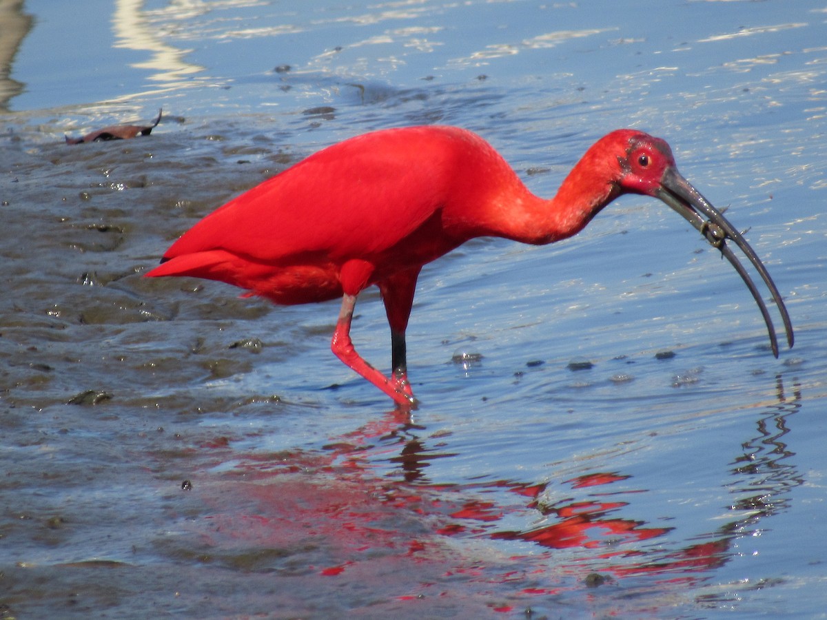 Scarlet Ibis - ML647376300