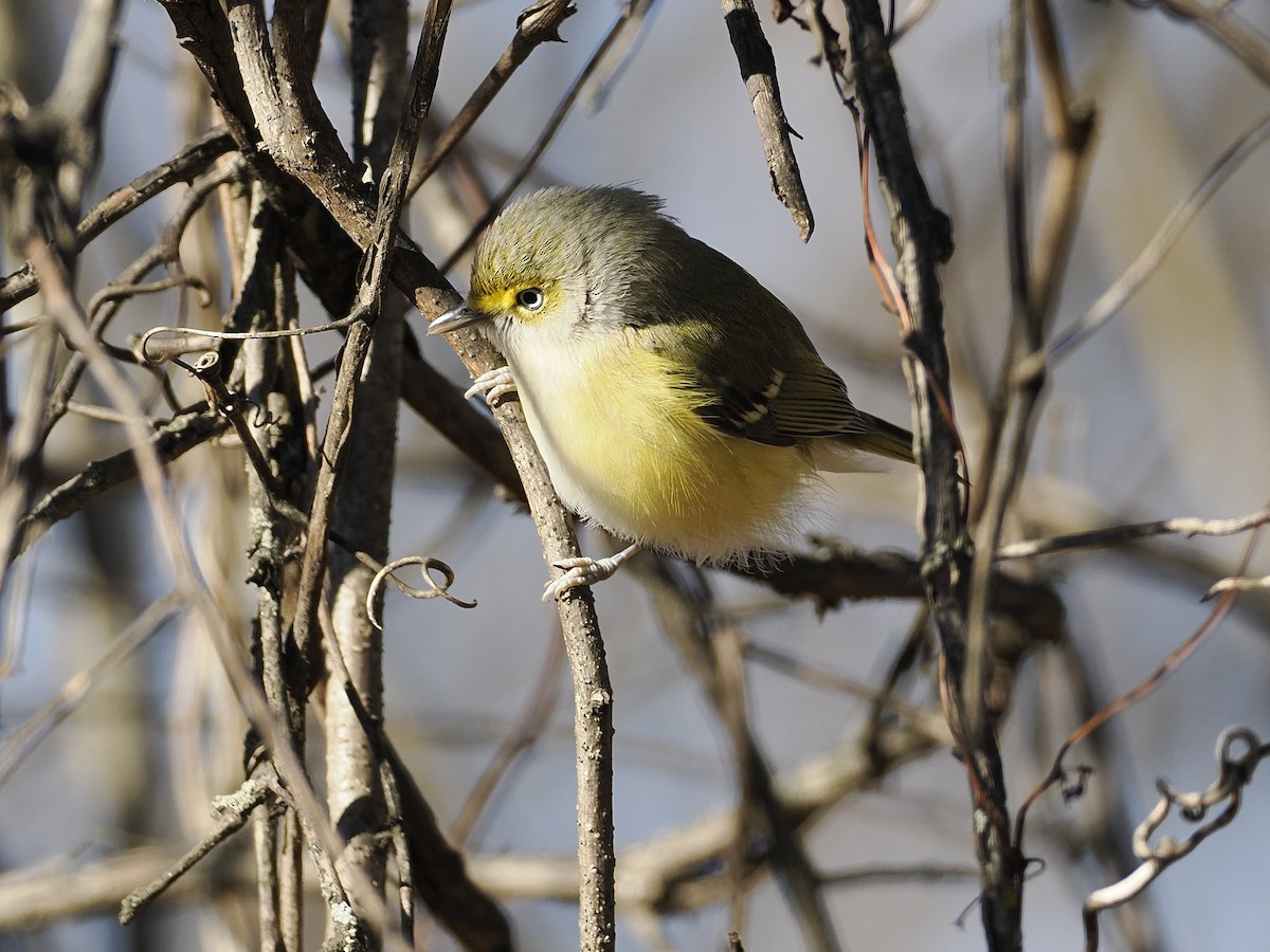 White-eyed Vireo - ML647376314