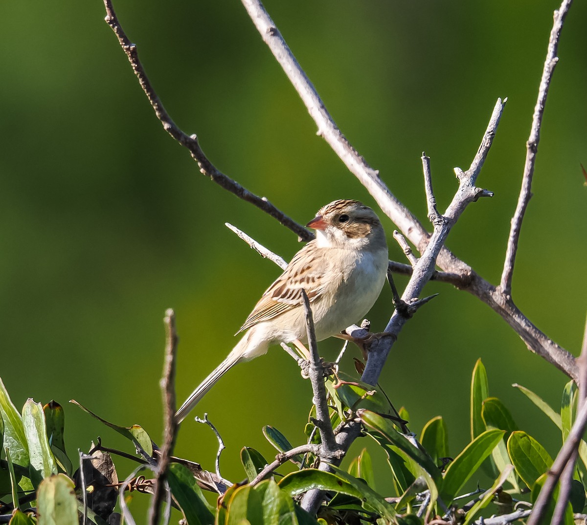 grånakkespurv - ML647376332