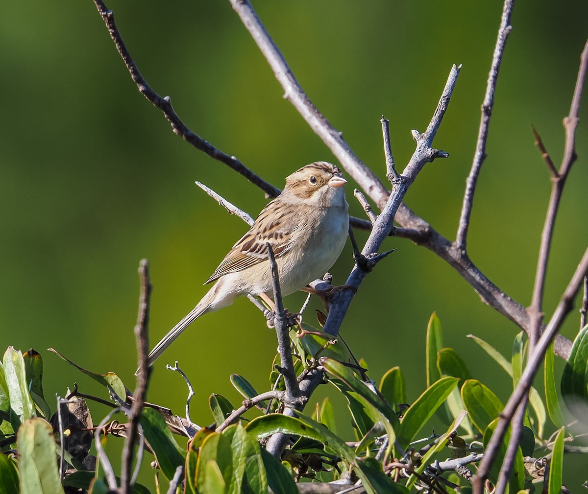 grånakkespurv - ML647376333