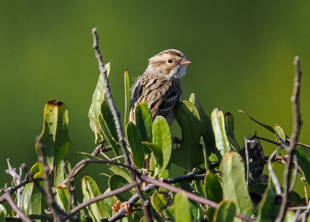 grånakkespurv - ML647376334