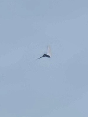 Merlin - ML647376336