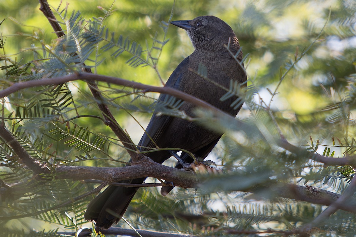 Красноглазый трупиал - ML647376337