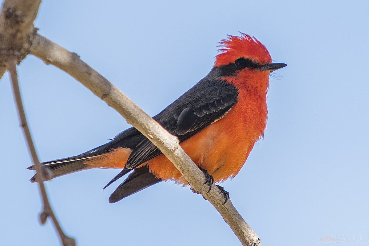 Красный мухолов - ML647376342