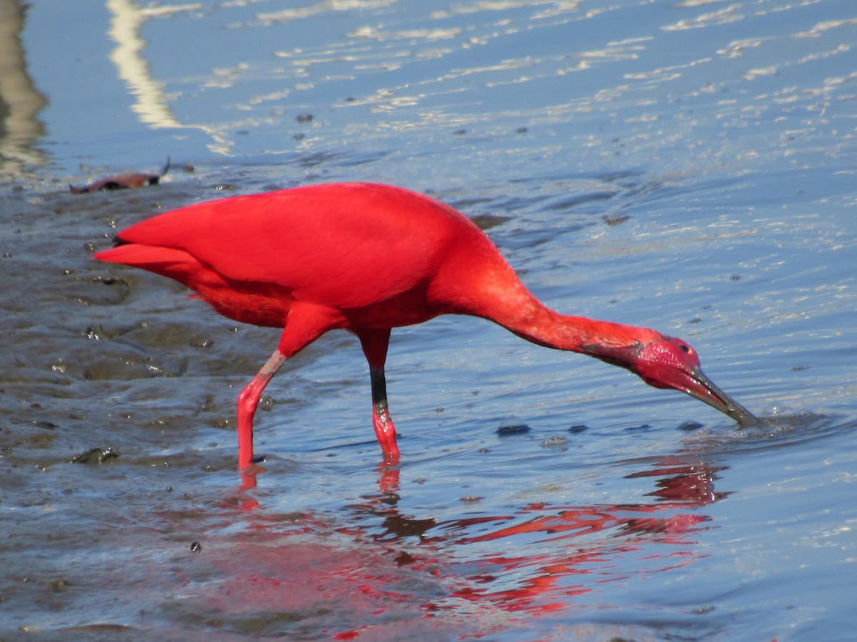 Scarlet Ibis - ML647376345