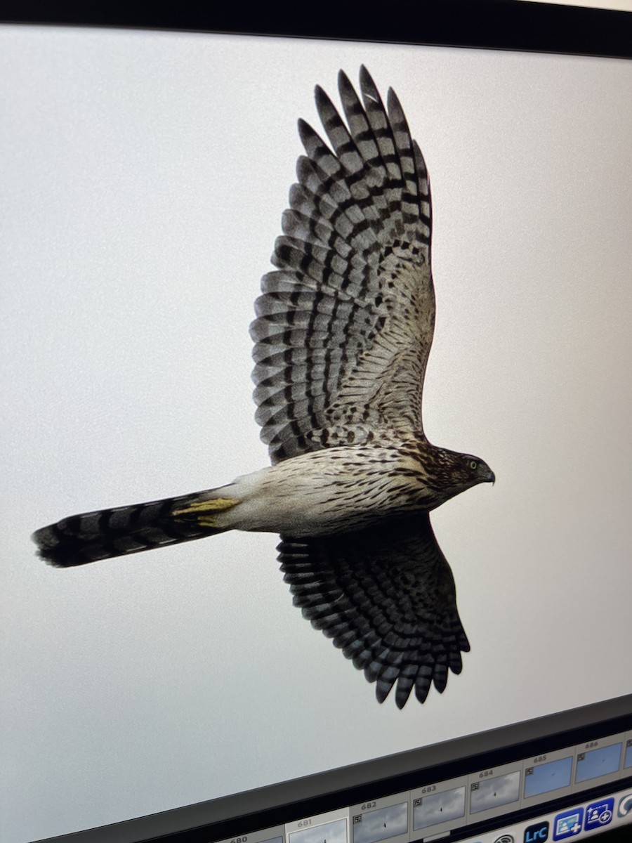 Cooper's Hawk - ML647376347