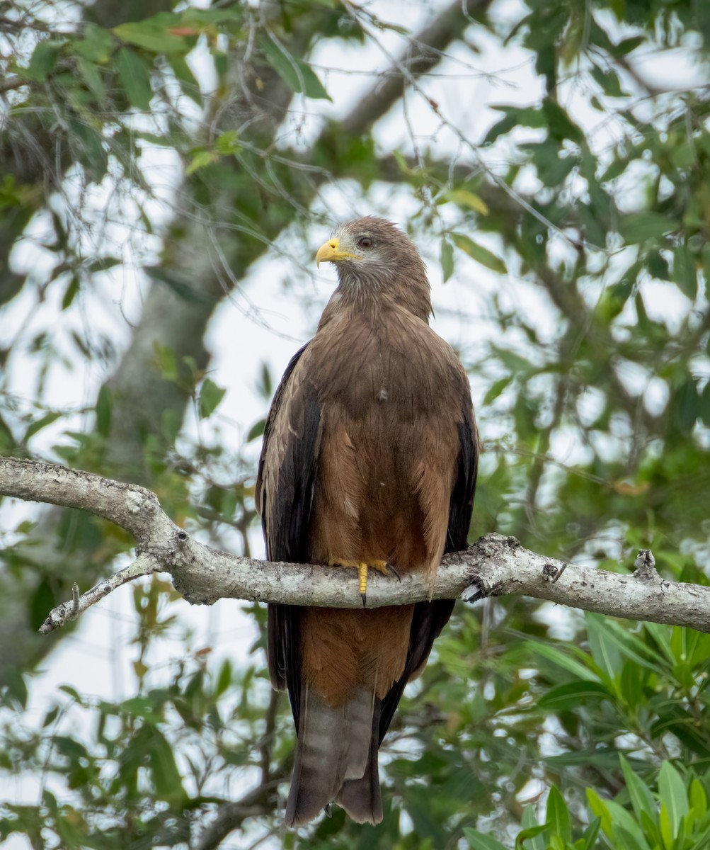 Black Kite - ML647376357