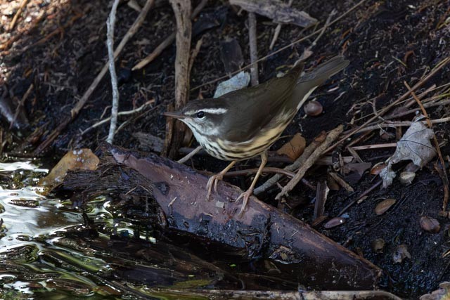 Louisiana Waterthrush - ML647376360
