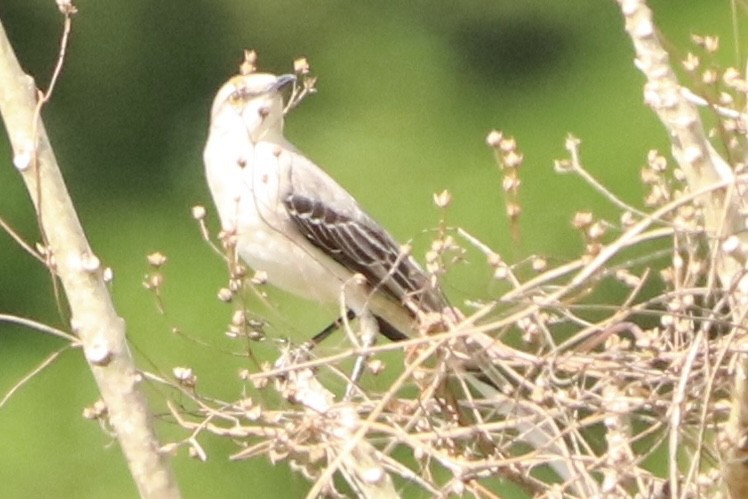 Tropikal Taklitçi - ML647376366