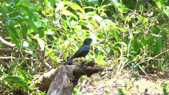 Fork-tailed Drongo - ML647376373