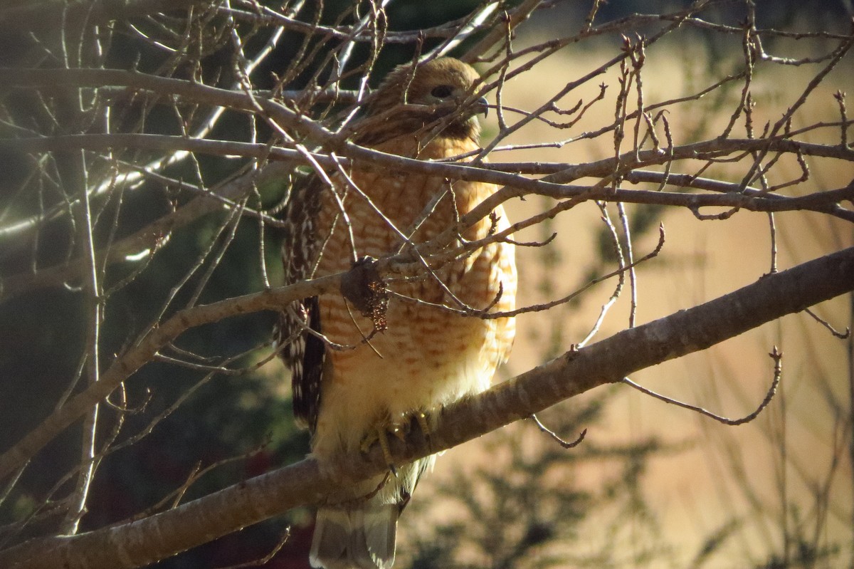 Red-shouldered Hawk - ML647376376