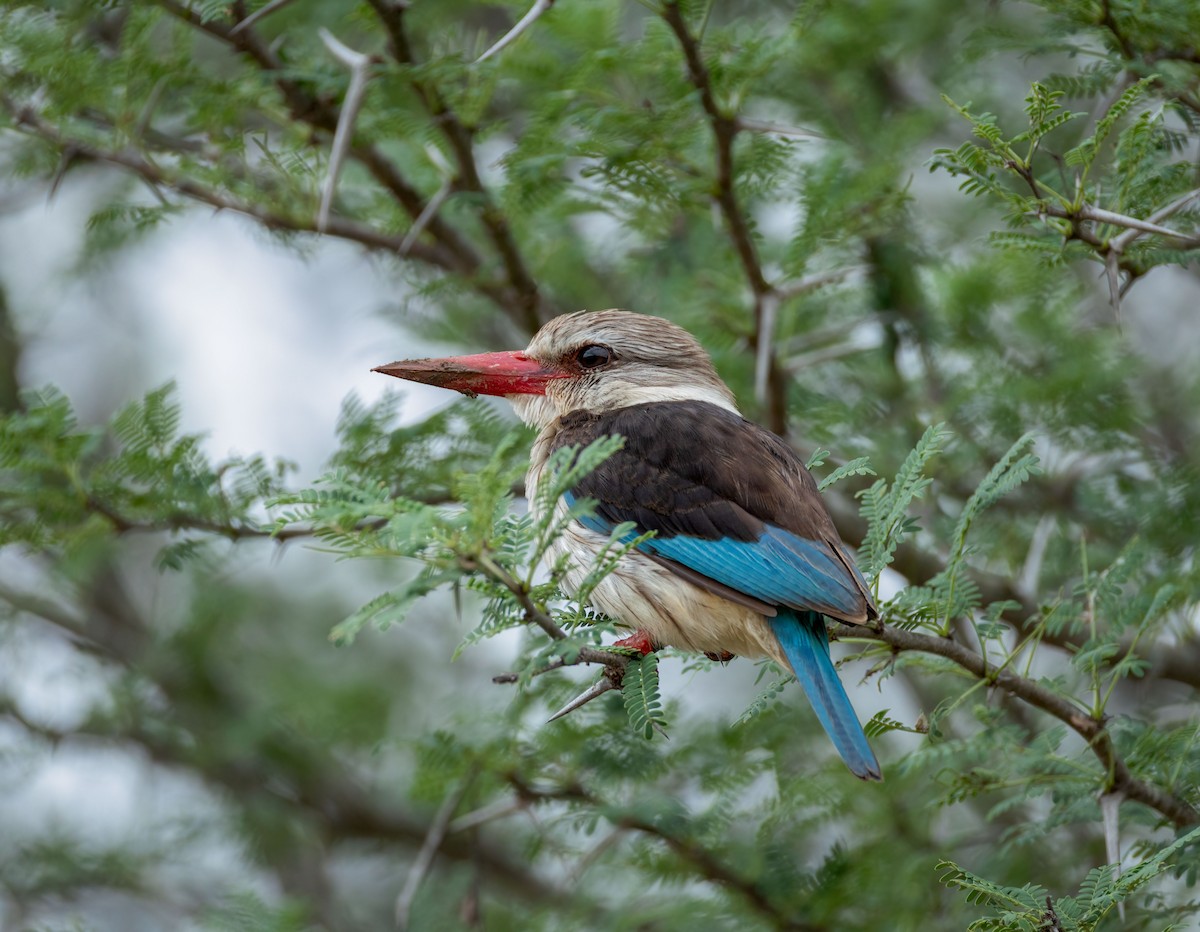 Brown-hooded Kingfisher - ML647376379