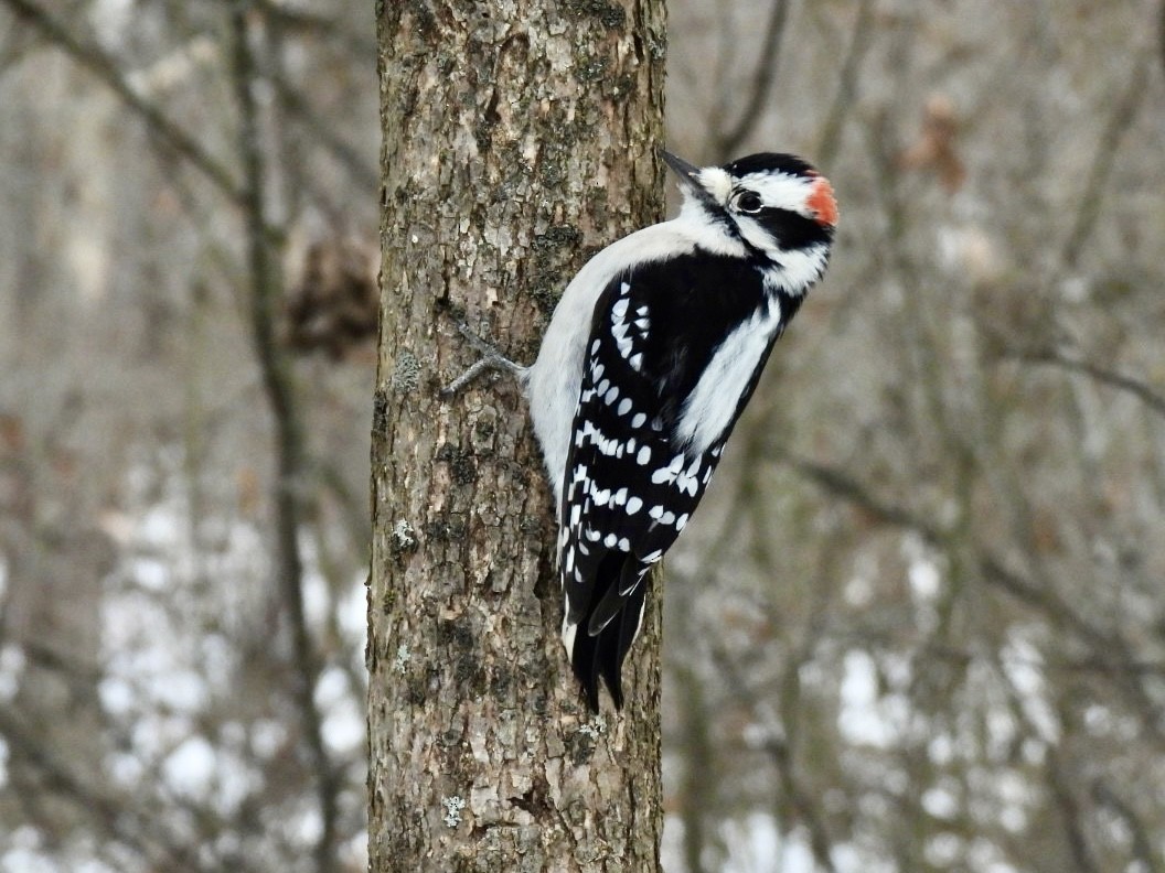 Downy Woodpecker - ML647376383