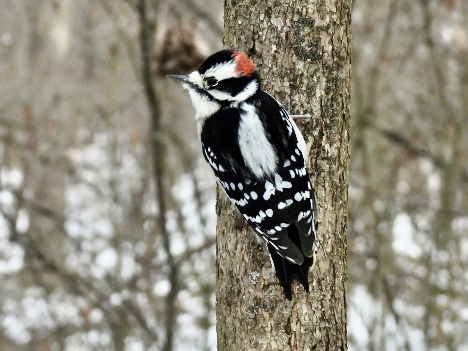 Downy Woodpecker - ML647376384