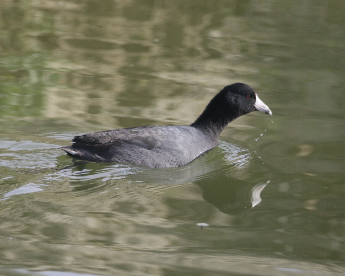 Лиска американська - ML647376396