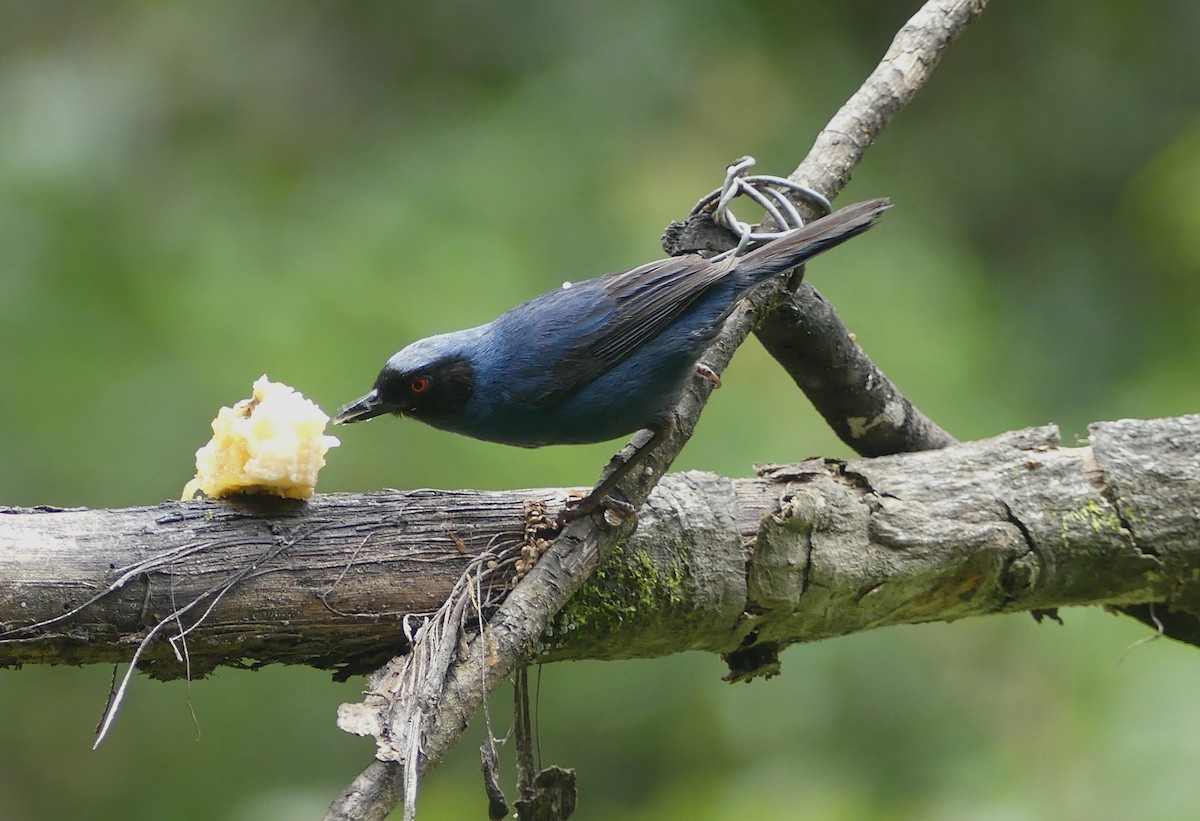Masked Flowerpiercer (melanopis) - ML647376397