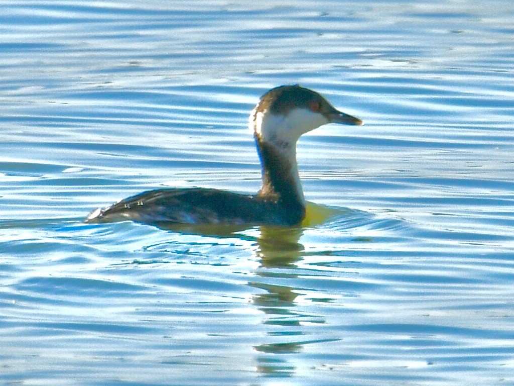 טבלן לבן-לחיים - ML647376398