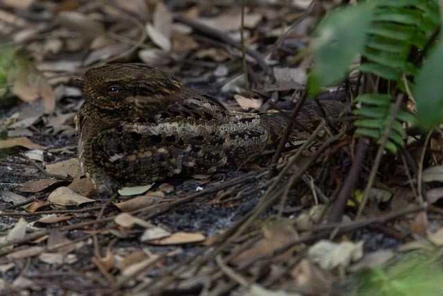 Chuck-will's-widow - ML647376400