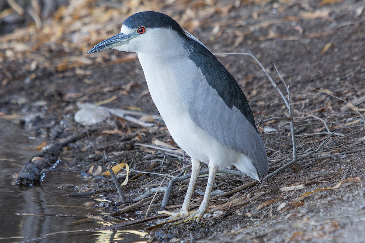 Кваква - ML647376407