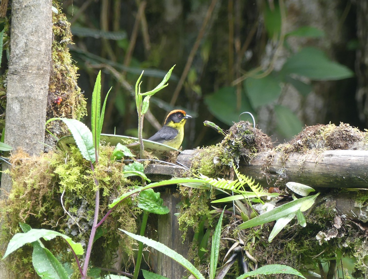 Bolivian Brushfinch - ML647376426
