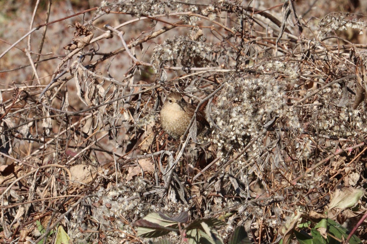 フユミソサザイ - ML647376438