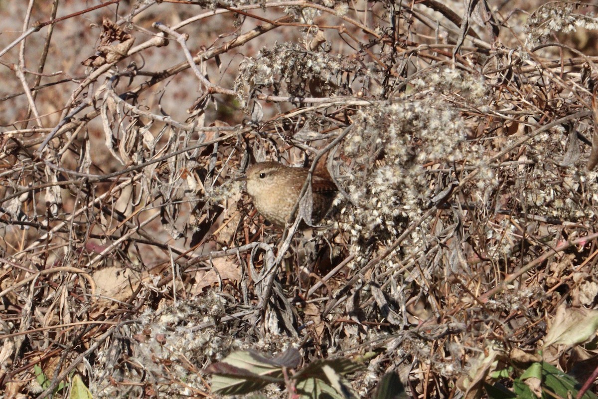 フユミソサザイ - ML647376439