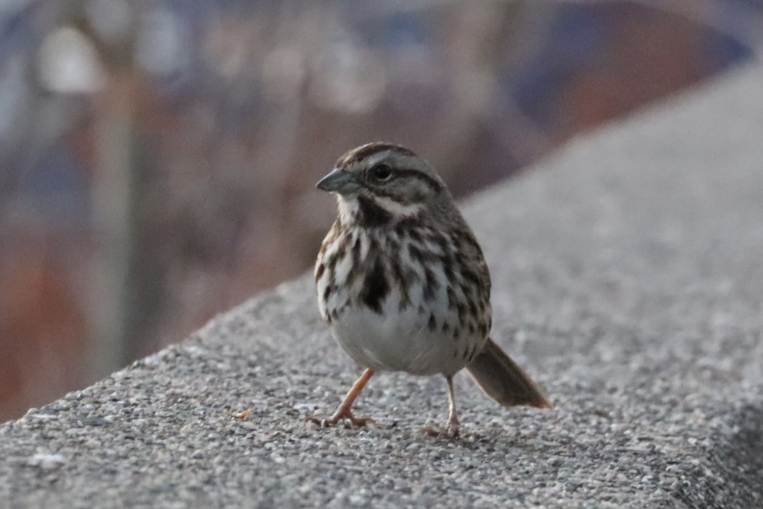 Song Sparrow - ML647376448