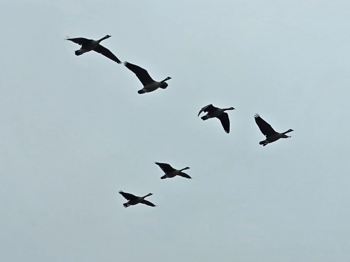 Canada Goose - ML647376450