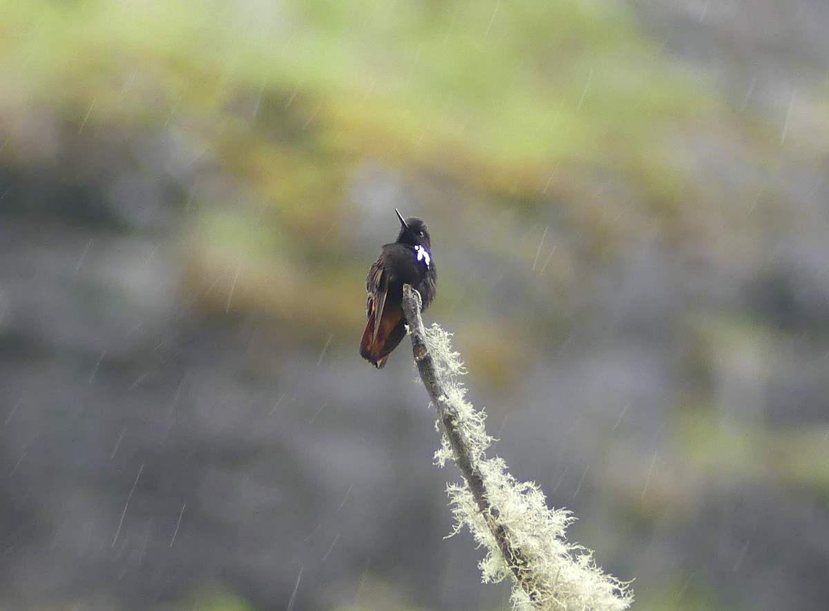 Black-hooded Sunbeam - ML647376459