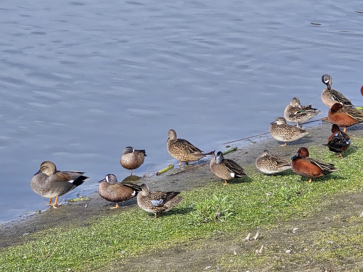 Cinnamon Teal - ML647376481