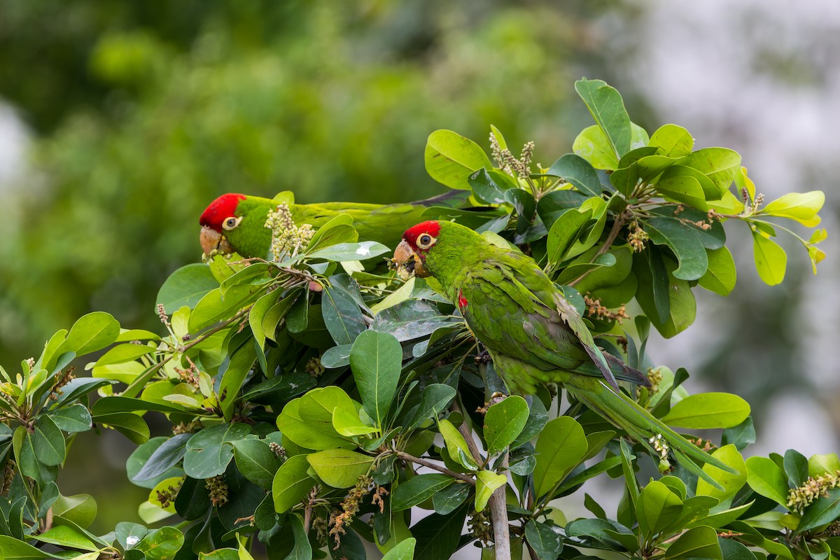 Red-masked Parakeet - ML647376490